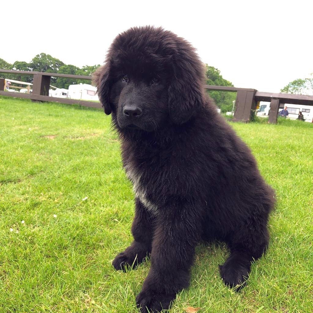 BODI (Male, 11 weeks old) Updated on shots . Click to contact