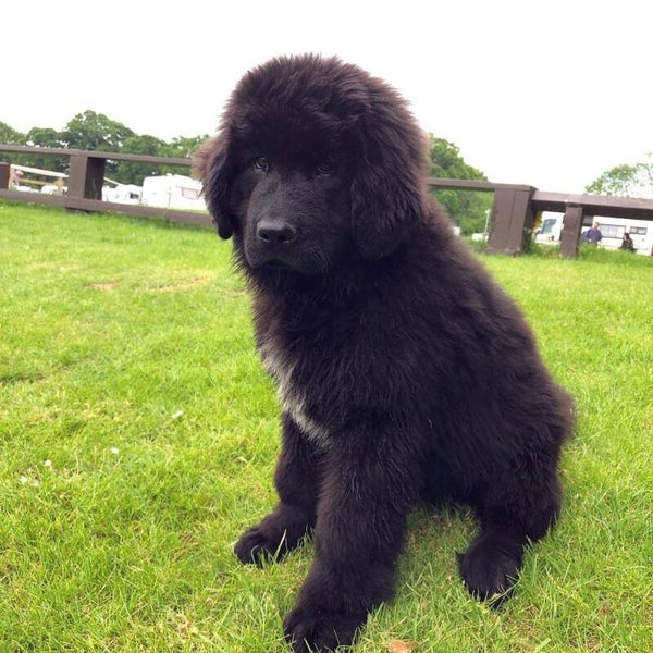 BODI (Male, 11 weeks old) Updated on shots . Click to contact