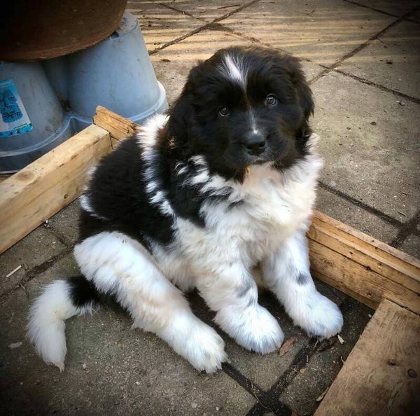 Cowey (Female, 9 weeks old) Updated on shots . Click to contact