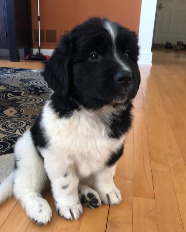 Kona (Female, 9 weeks old) Updated on shots . Click to contact