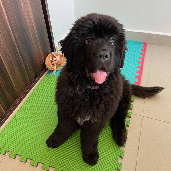 Malika (Female, 11 weeks old) Updated on shots . Click to contact