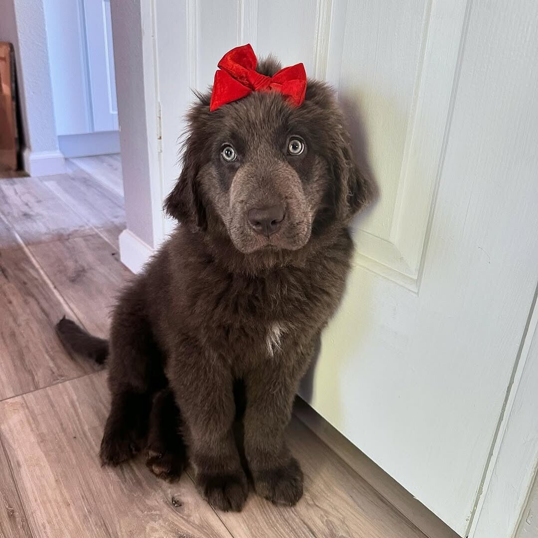 Misha (Female, 11 weeks old) Updated on shots . Click to contact