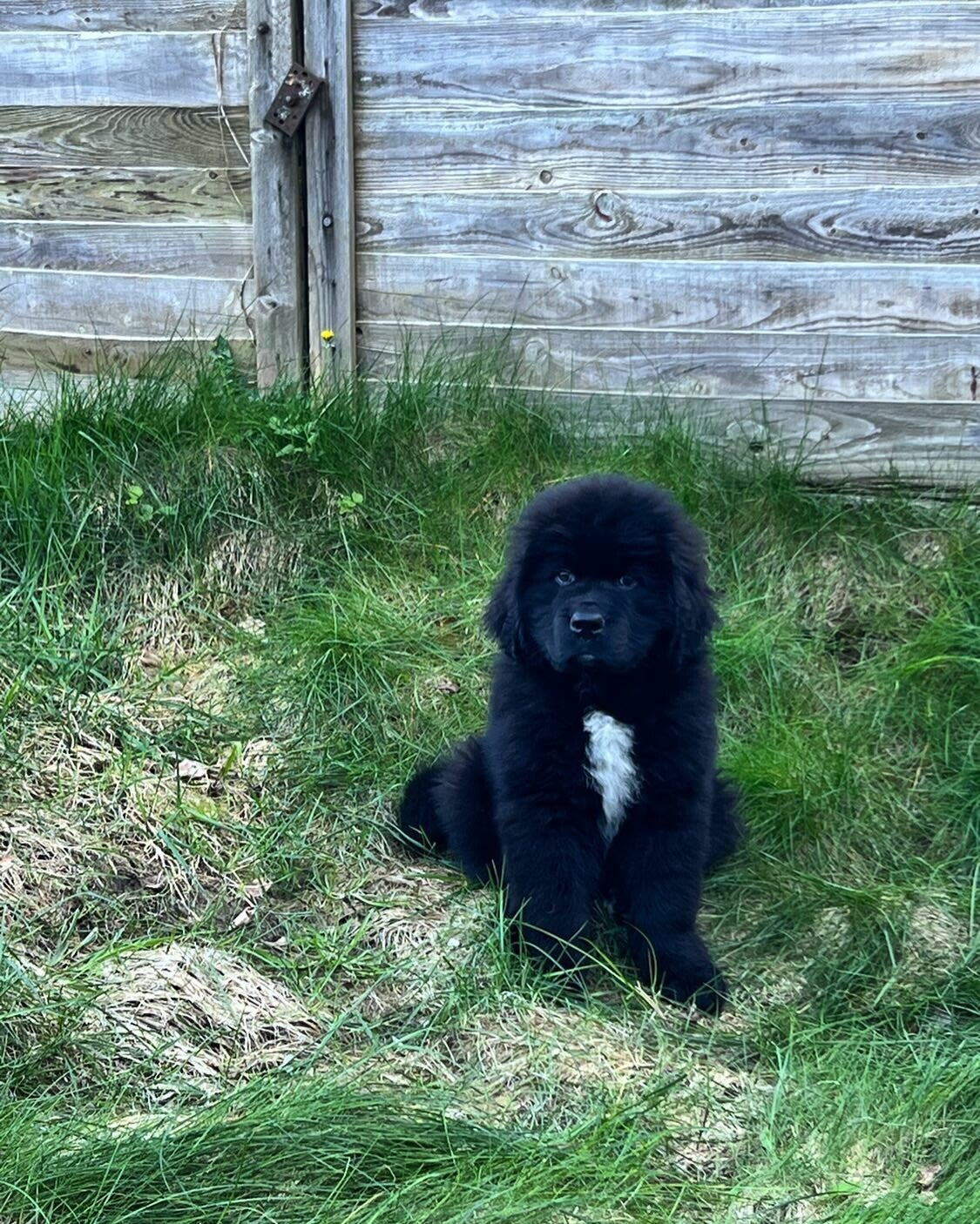 Vanta (Male, 11 weeks old) Updated on shots . Click to contact