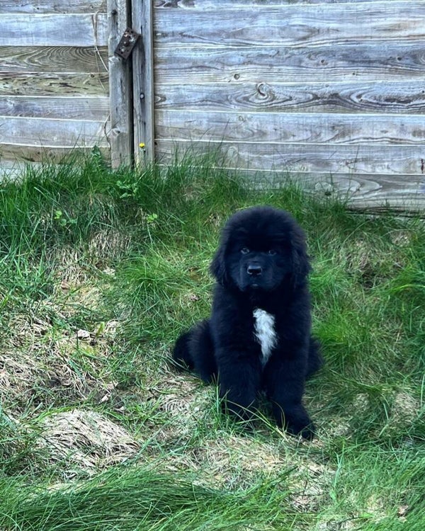 Vanta (Male, 11 weeks old) Updated on shots . Click to contact