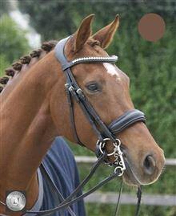 Hoofdstel Superior stang en trens