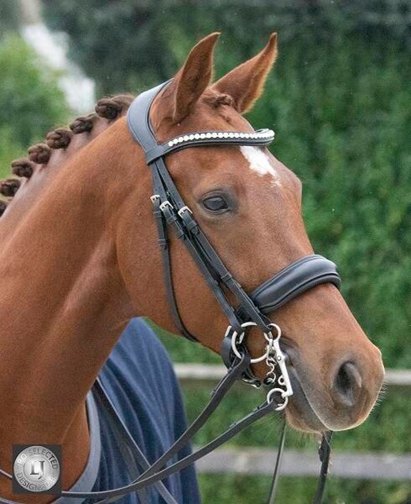 Hoofdstel Superior Kristal stang en trens