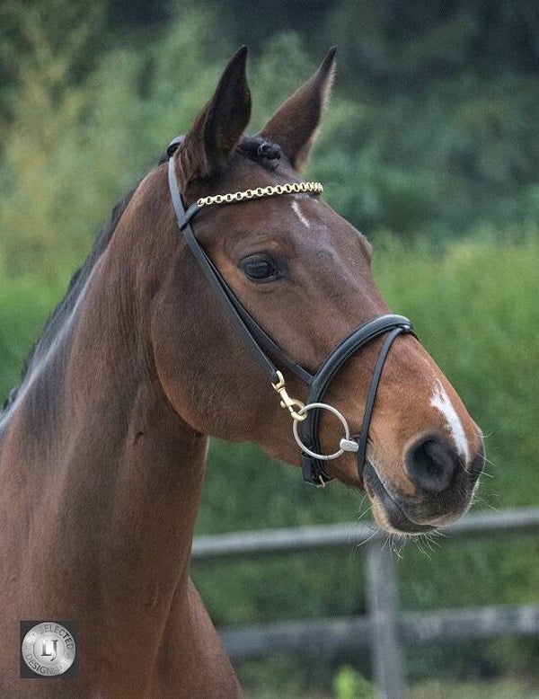 LJ Hoofdstel Training met clips