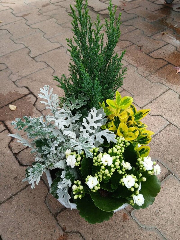 4 Plants naturels