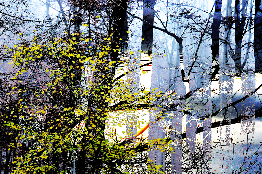 'the woods (in buggenhout bos)'