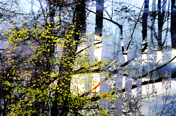 'buggenhout bos' (15 x 10 cm, enkelzijdige kaart)