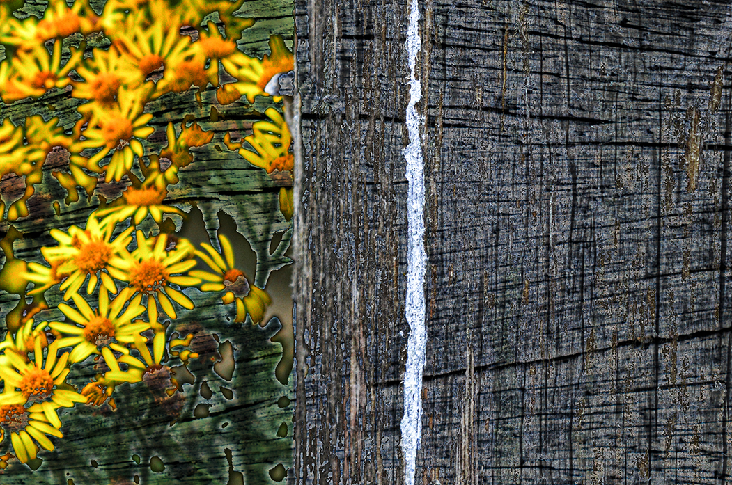 'zorg voor bloemen' (15 x 10 cm, enkelzijdige kaart)