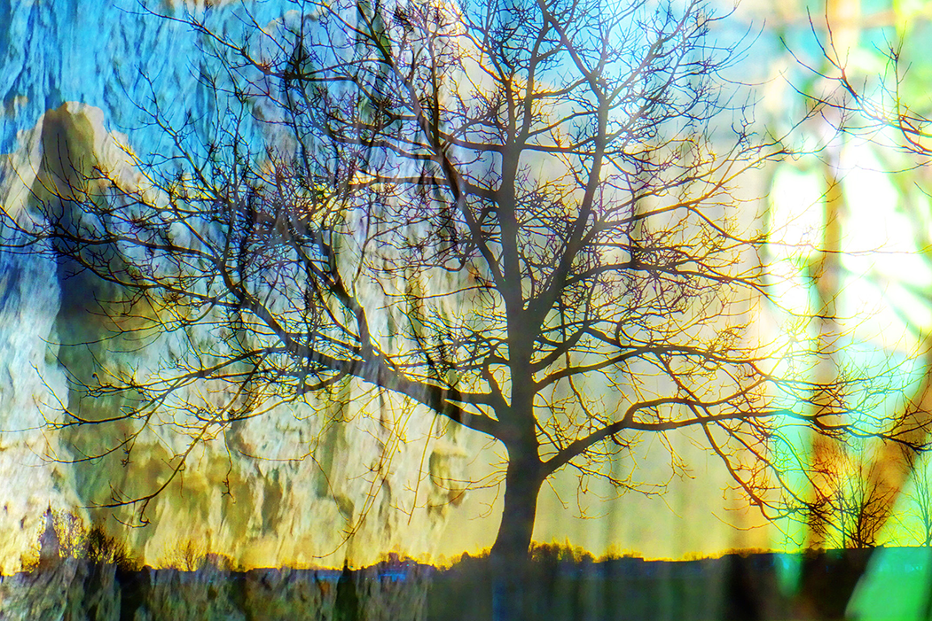 'boom' (15 x 10 cm, enkelzijdige kaart)