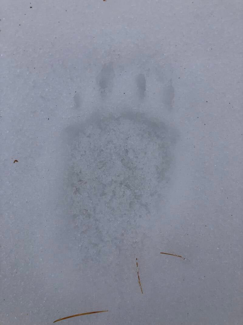 Empreinte de blaireau 05150 Valdoule