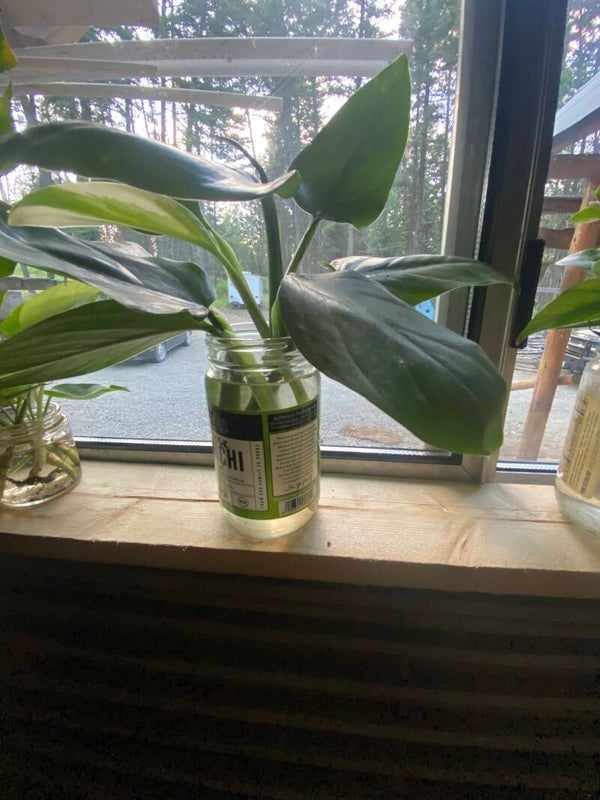 Fancy Philo Silver Sword