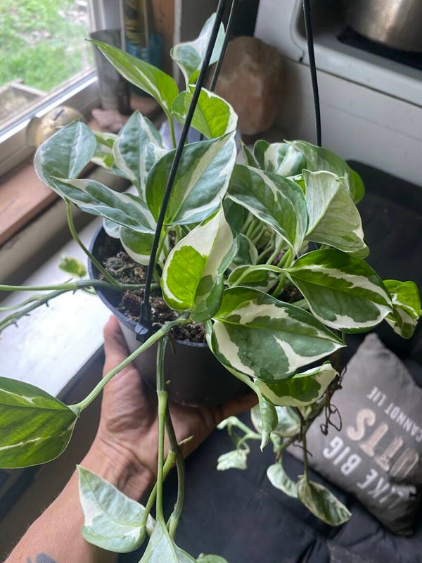 Pothos N’Joy