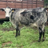 Colored Cattle Company