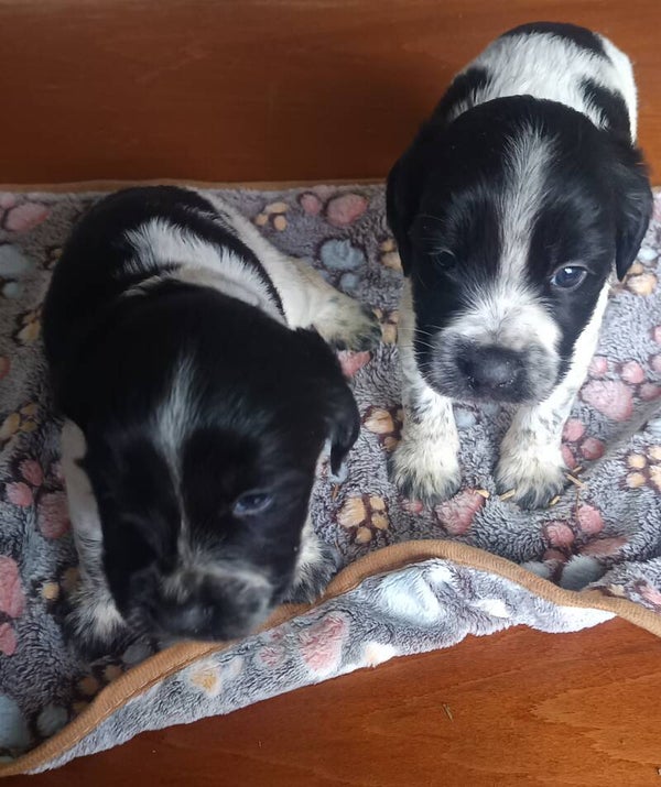chiots femelles