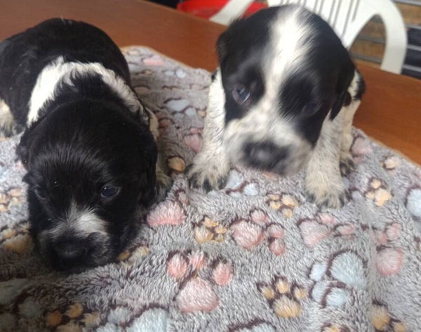 chiots femelles