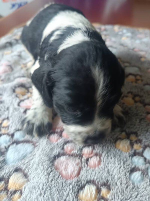 chiot mâle