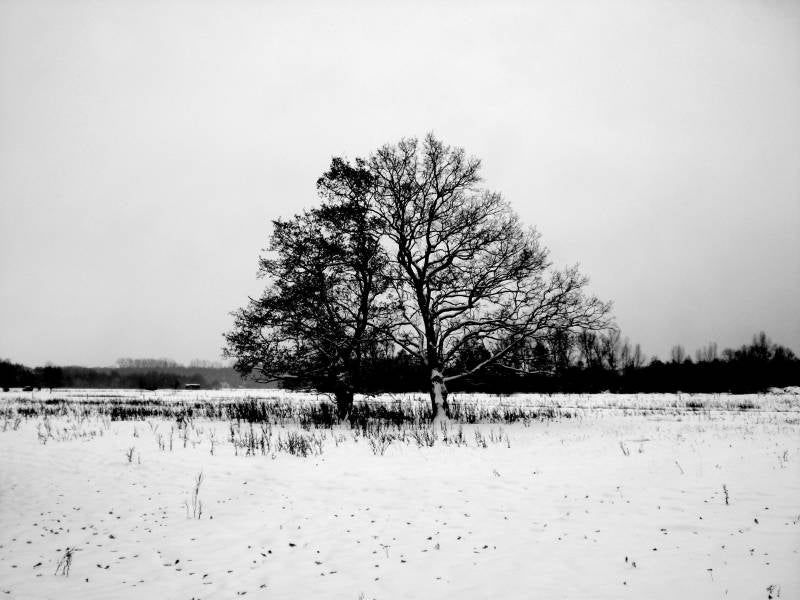 Mechels Broek in winter