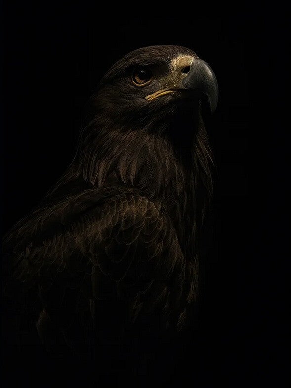 White-tailed eagle Print