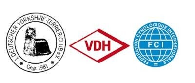 VDH 1.DYC Amamos la Vida Yorkshire Terrier 