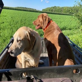 dogs-in-gator-standard.jpg