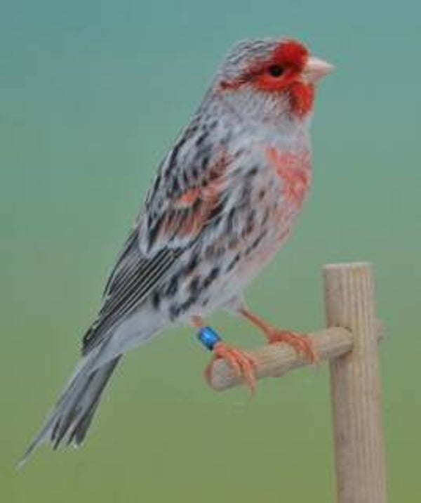 Mozaïek man (voorbeeld advertentie)