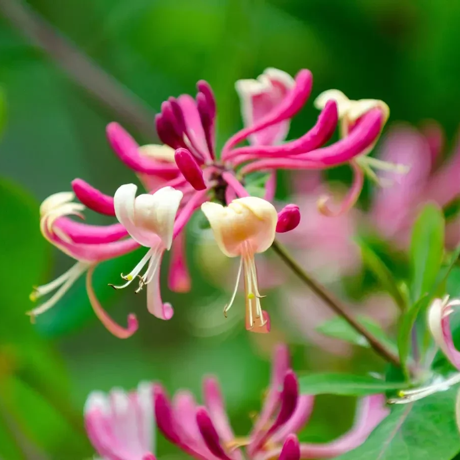 Japanese Honeysuckle