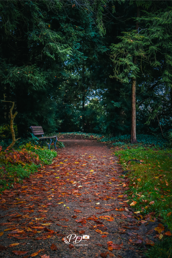Wo der Wald zur Ruhe kommt