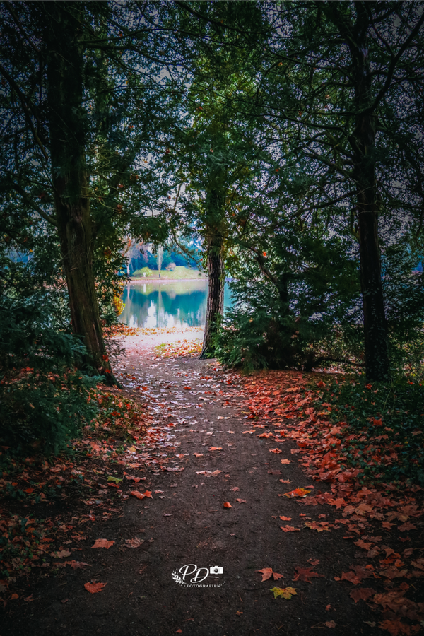 Wo der Wald den See freigibt