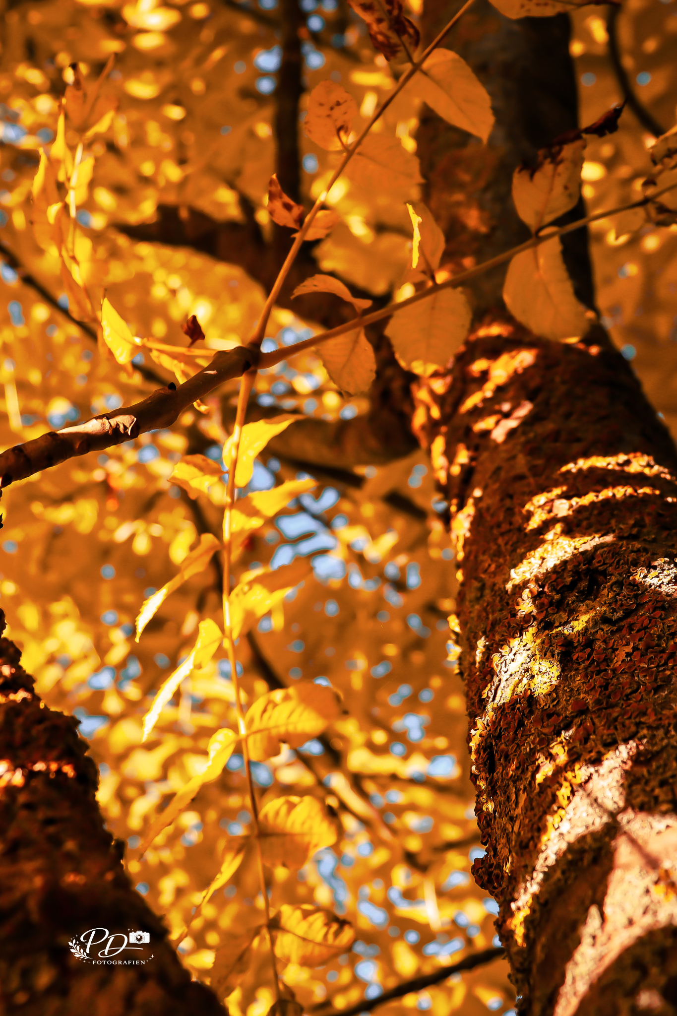 Herbstlicht zwischen den Stämmen