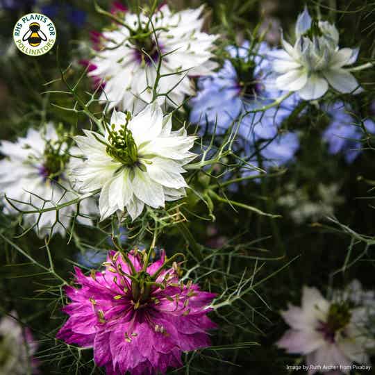 Nigella - Persian Jewels Mixed Seeds - Nigella damascena - Cottage Garden Flower