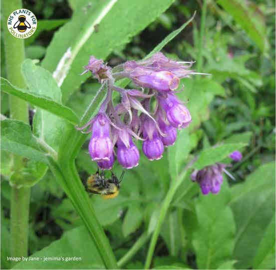 Comfrey seeds - Symphytum officinale - Native Wildflower