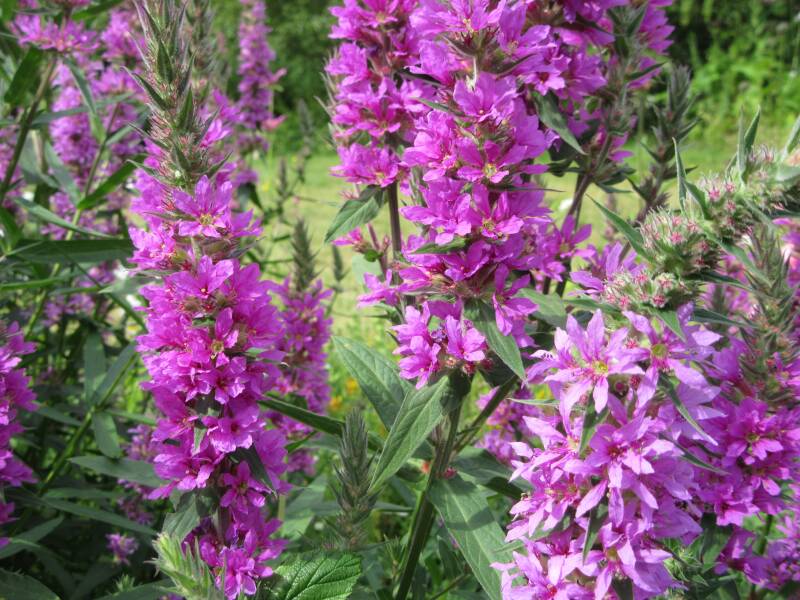 Purple loosestrife flowers