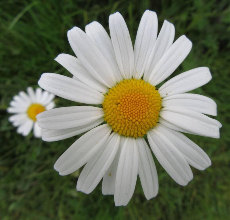 Ox-eye daisy flowers