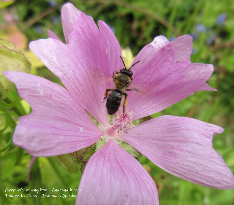 A small Bee in the centre of a pink Musk Mallow flower.