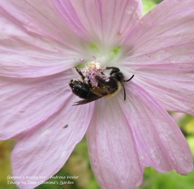 A small Bee gathering pollen from a pink Musk Mallow flower.