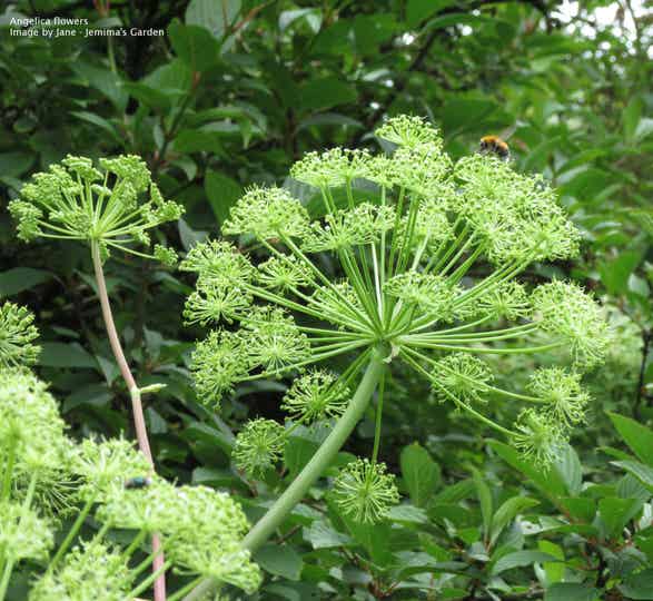 Angelica seeds - Angelica archangelica - Herb
