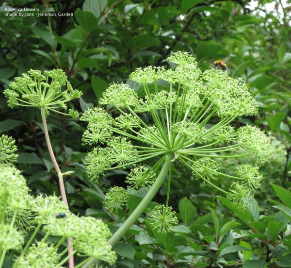 Angelica seeds - Angelica archangelica - Herb