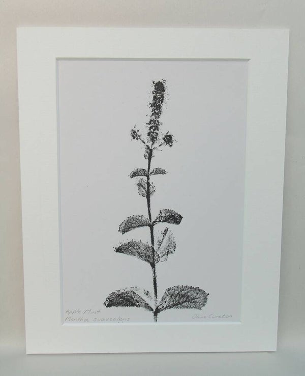 Botanical Monoprint of Apple Mint