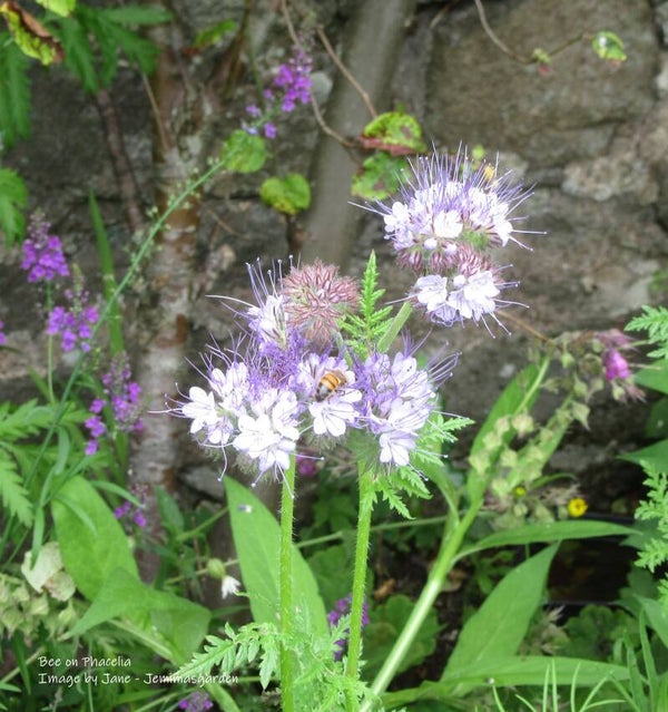 Phacelia  seeds - Phacelia Tanacetifolia  - Cottage Garden Flower