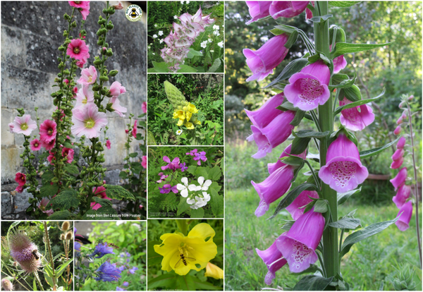Biennial Flowers Special Offer
