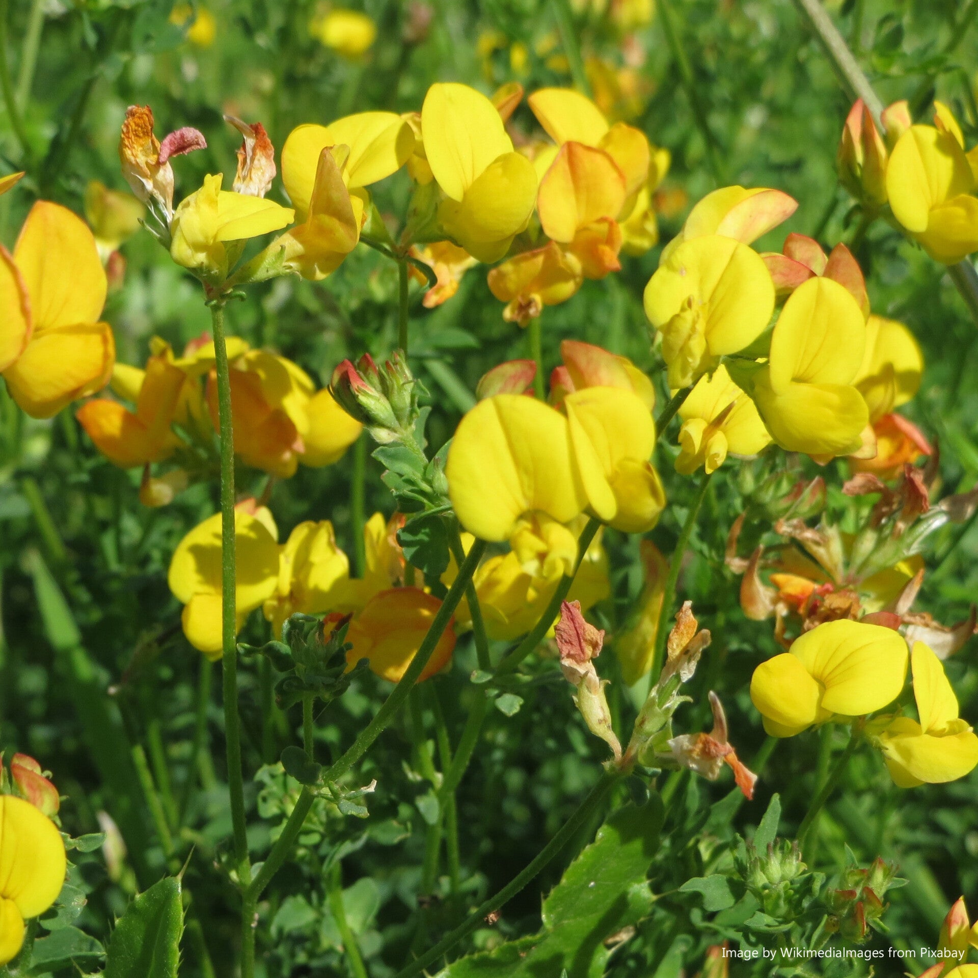 Bird’s Foot Trefoil Seeds - Lotus corniculatus - Native Wildflower