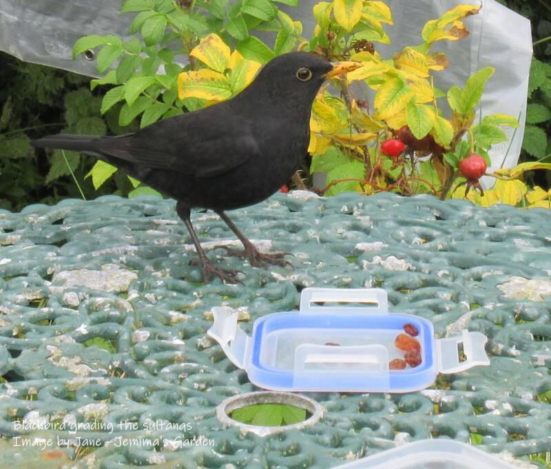A male Blackbird on a garden table looking at some sultanas placed on a plastic lid.