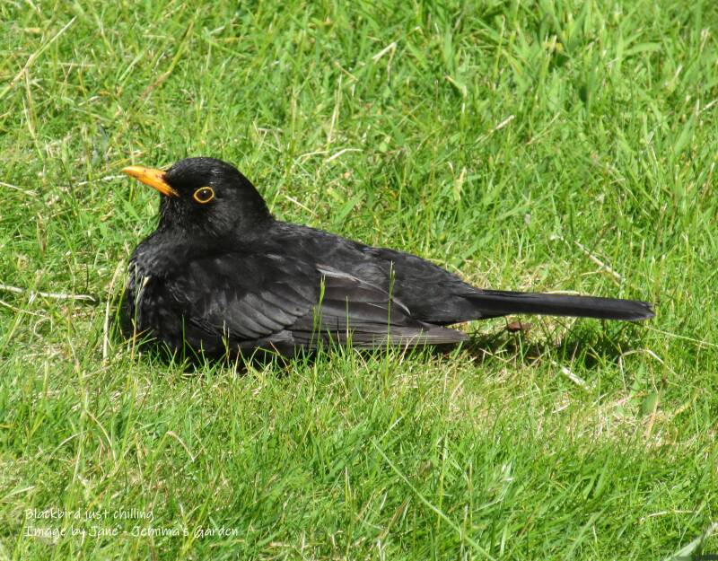 A male Blackbird sitting relaxed on grass.