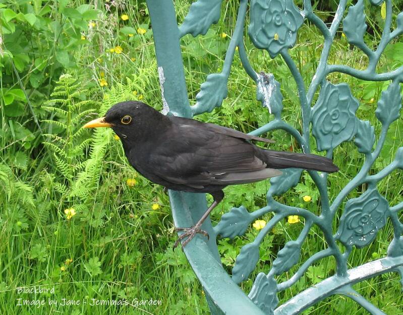 A male Blackbird perched on the arm of a garden chair.