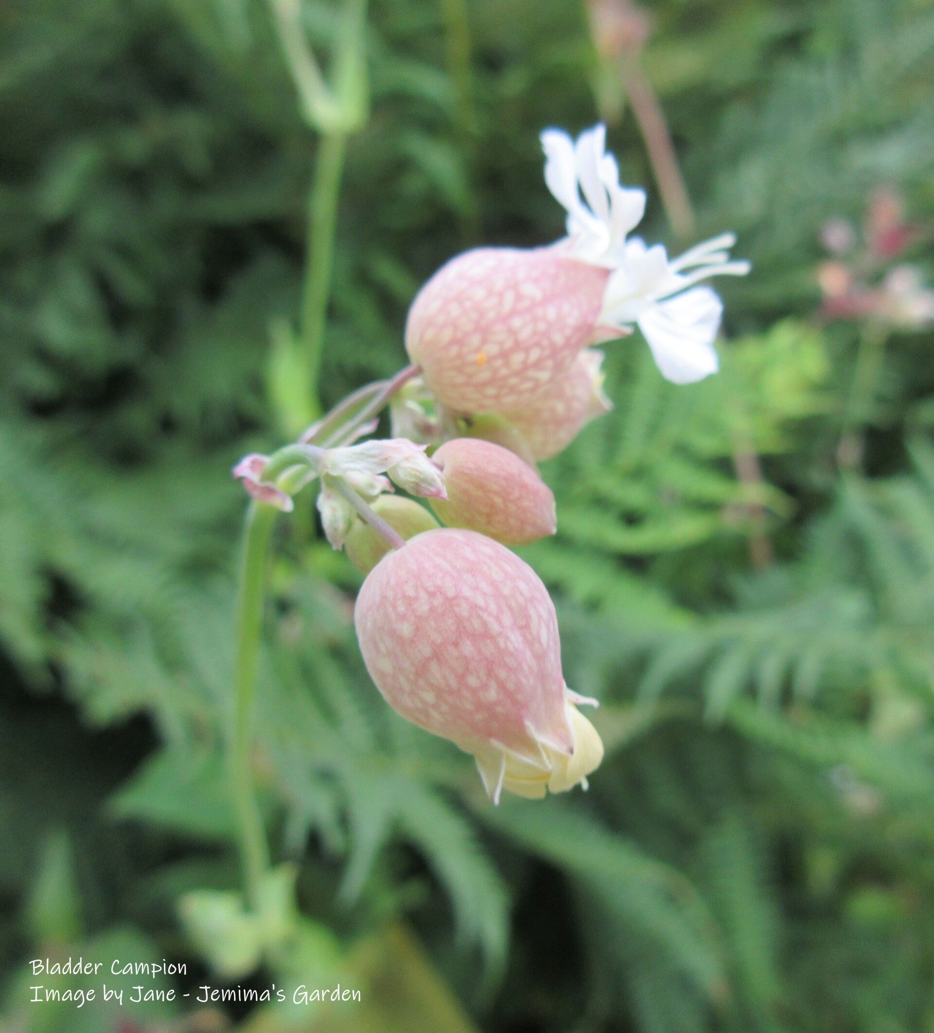 Bladder Campion Seeds - Silene vulgaris - Native Wildflower