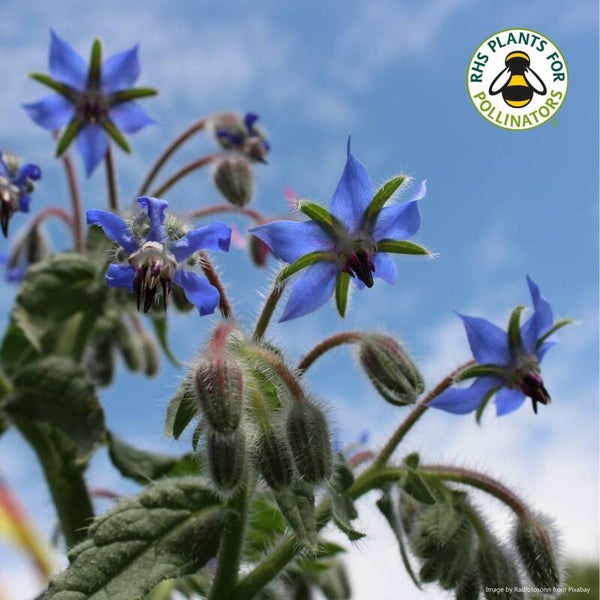 Borage seeds – Borago officinalis - Herb