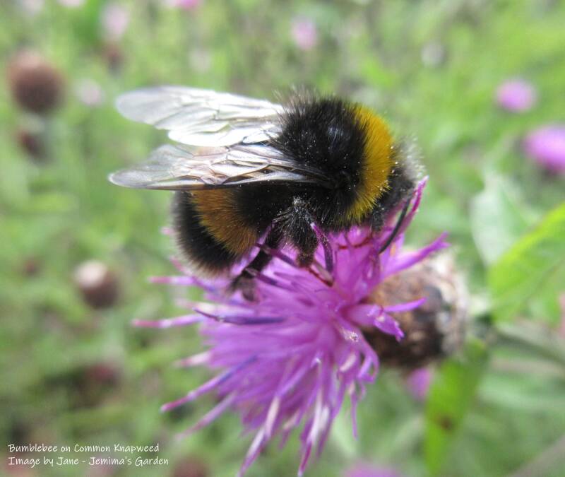 Bumblebee feeding from the purple flower of Common Knapweed